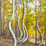 Photo Credit - John Fielder