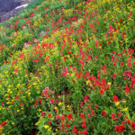 Photo By <a href="https://www.johnfielder.com/">John Fielder</a>