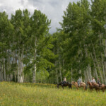 Photo By Phyllis Burchett to order prints, <a href="http://phyllisburchettphoto.net/">click here</a>