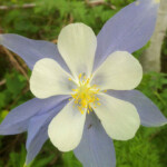 Photo Credit - Chip Bennett