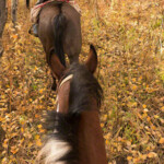 Photo Credit - Phillys Burchett